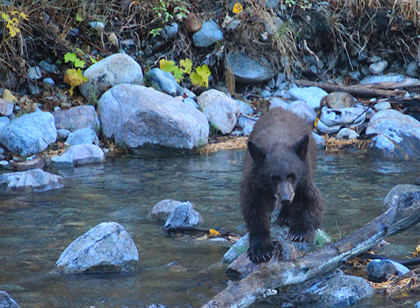 Tell Missouri Department of Conservation not to allow trophy hunting of black bears