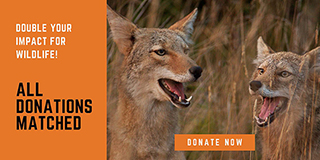The Wild Ones Need YOU ~ Double Your Impact NOW!