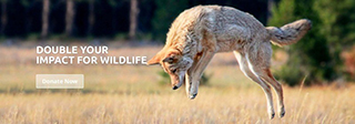 DOUBLE YOUR IMPACT FOR WILDLIFE! ~ A Message from “Coyote America” Author Dan Flores
