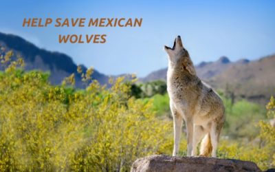 Lobos Need You to Speak Up TODAY!