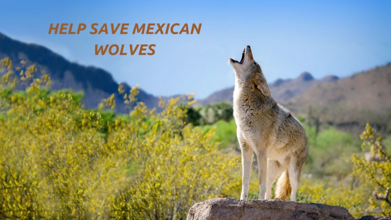 Lobos Need You to Speak Up TODAY!