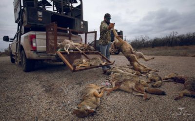 The carnage of coyote-killing contests