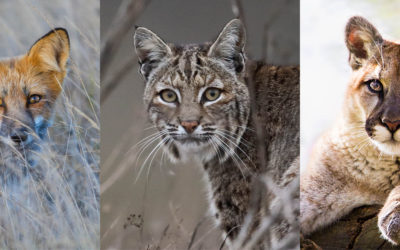 MEDIA RELEASE: New Film Exposes Wildlife Killing Contests