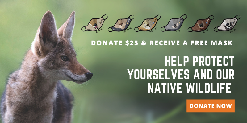 Wear Your Wild Carnivore Face Mask & Support Project Coyote!