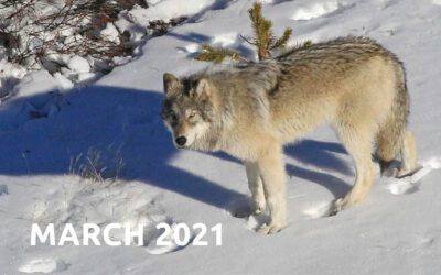 Coyote Chronicles ~ March 2021