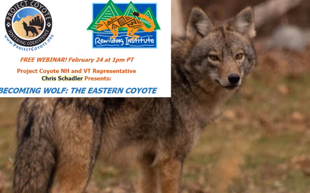 Webinar Recap: Project Coyote NH and VT Representative Chris Schadler Presents BECOMING WOLF: THE EASTERN COYOTE