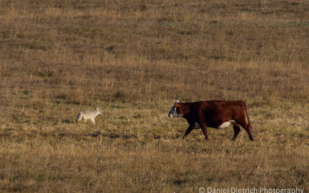 Farming is possible without killing coyotes