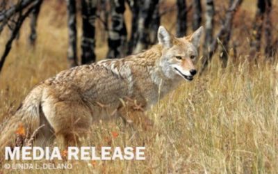 MEDIA RELEASE: Wildlife advocates declare victory for wildlife in Mendocino County