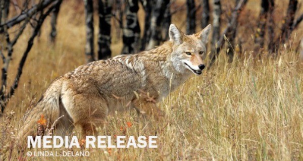 MEDIA RELEASE: Milestone moment for New Mexico’s animals