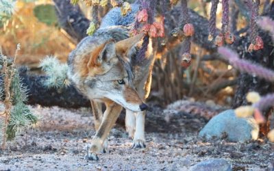 Reno officials condemn coyote-killing contests