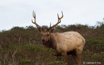 The battle over Point Reyes’ tule elk