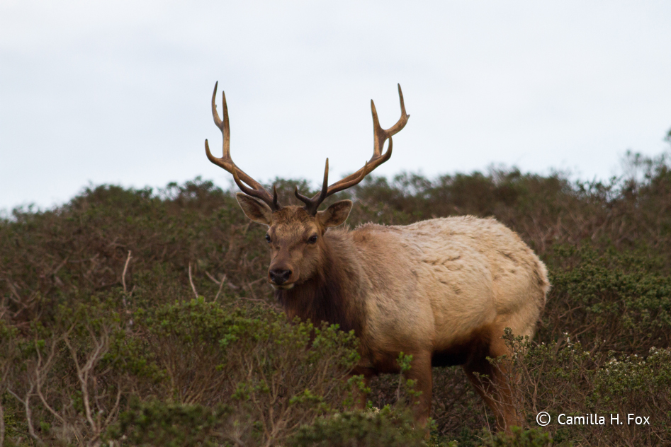 The battle over Point Reyes’ tule elk