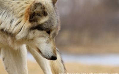 This Endangered Species Day ~ Help Stop the War on Wolves!