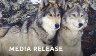 New Campaign Brings Awareness to Wildlife Killing Contests in Wyoming