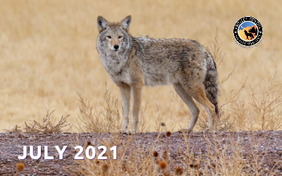 Coyote Chronicles ~ July 2021