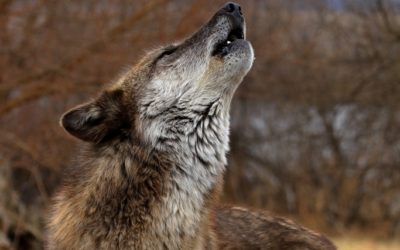 ‘Killing spree’: Wisconsin’s wolf population plunges after protections removed, study finds