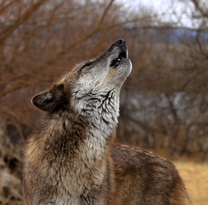 ‘Killing spree’: Wisconsin’s wolf population plunges after protections removed, study finds