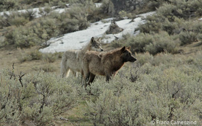 Montana and Idaho Have Legalized Killing Wolves on a Massive Scale