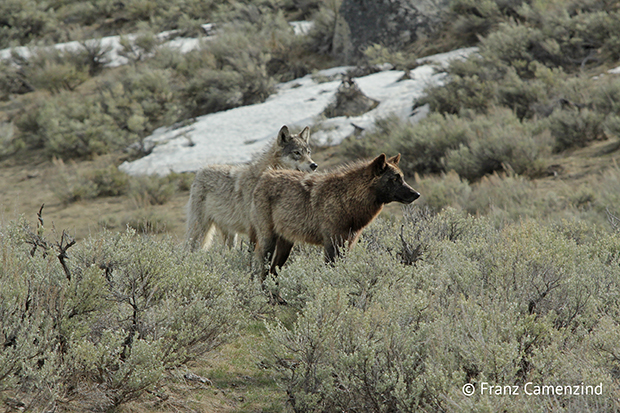 Montana and Idaho Have Legalized Killing Wolves on a Massive Scale