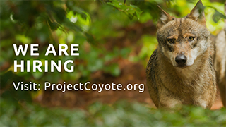 Project Coyote Is Hiring!