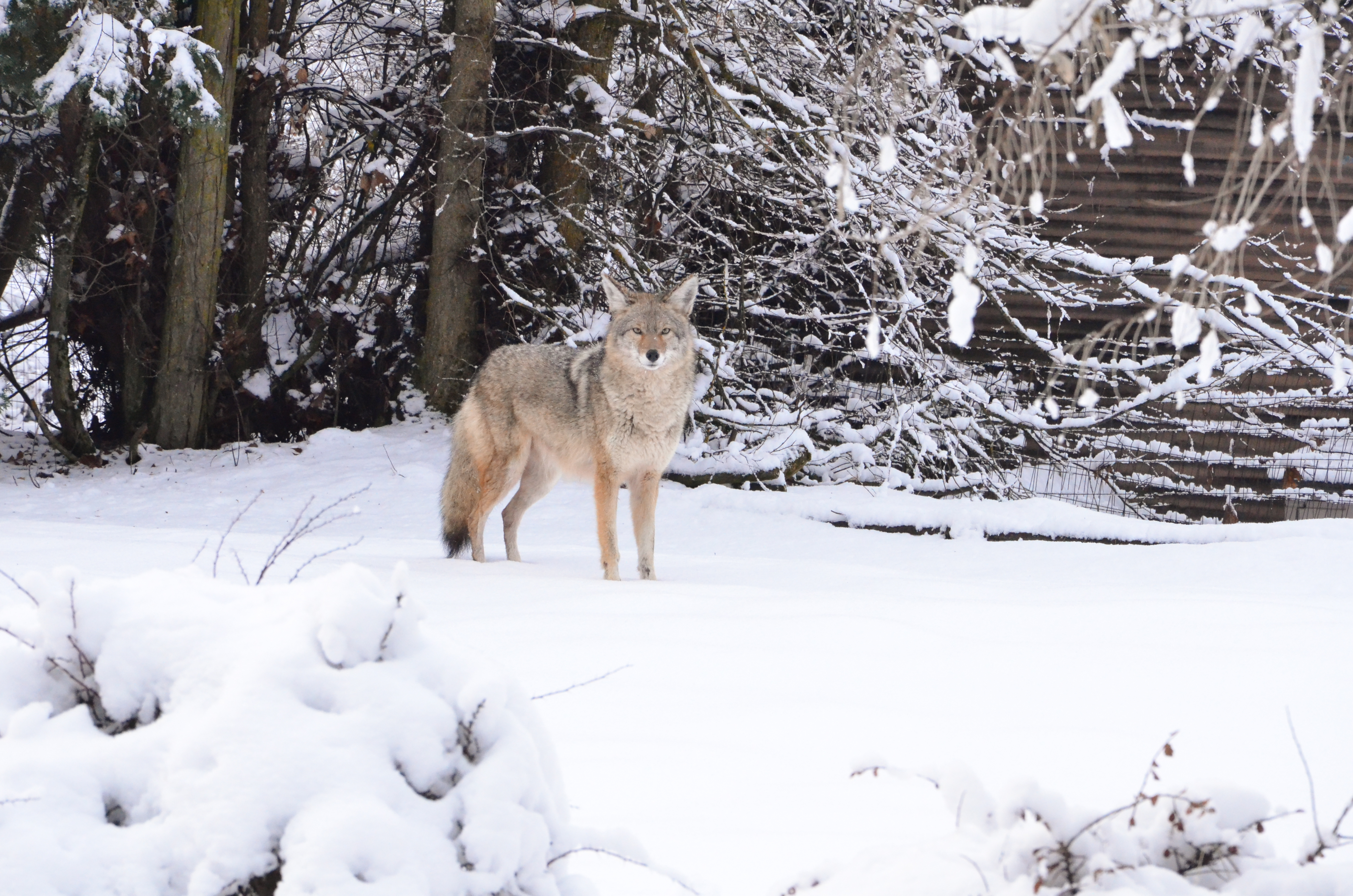 Nevada has no good reason to continue wildlife-killing contests