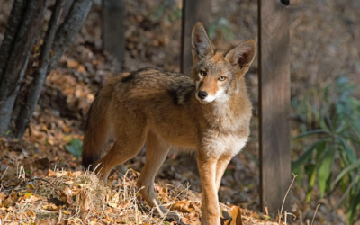 Ecological art exhibit and public wolf discussion