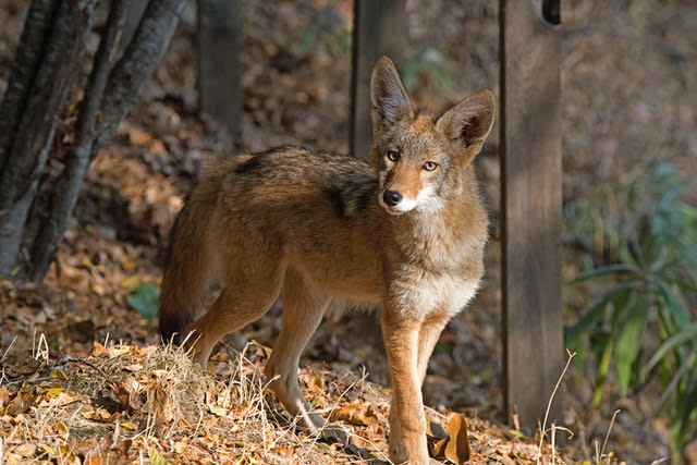 Ecological art exhibit and public wolf discussion