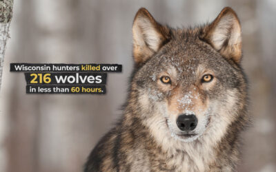 What did we learn from Wisconsin’s wolf hunt?