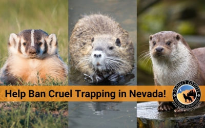 Let’s Ban Trapping in NV! Join us for a free webinar Aug. 18