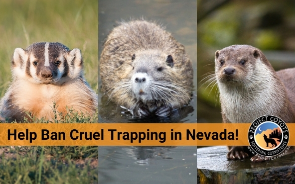 Let’s Ban Trapping in NV! Join us for a free webinar Aug. 18