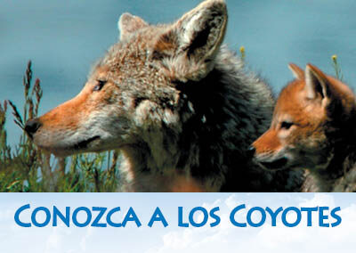 Be Coyote Aware Flyer (Spanish)