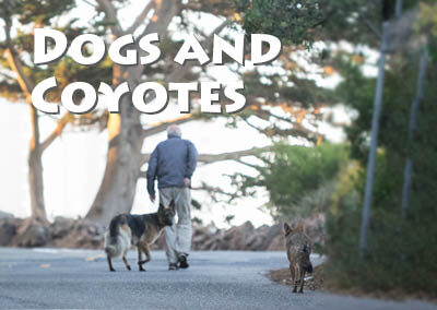 Dogs and Coyotes Factsheet