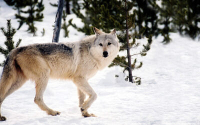 Action Alert: Write A Letter For Wolves