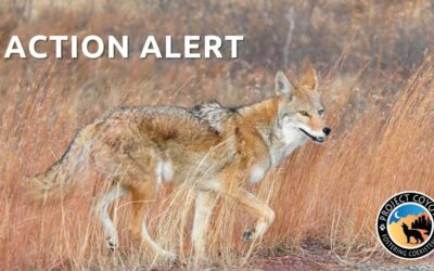 Help Ban Wildlife Killing Contests in Nevada!