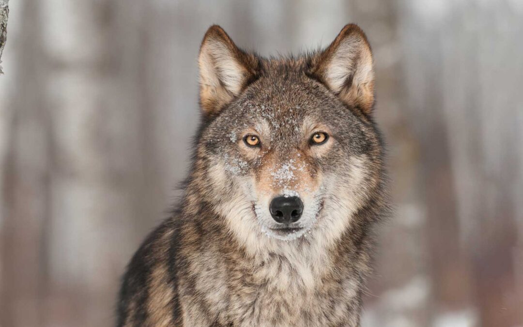 Wisconsin’s Wolves Need Our Help! 