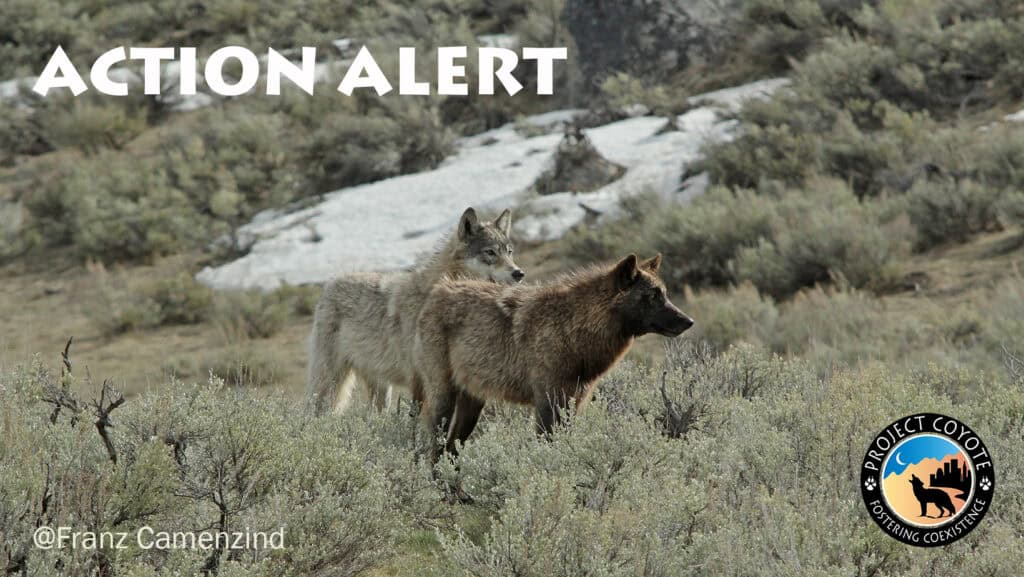 Two wolves stand in field, text reads "Action Alert" with Project Coyote logo in lower-right corner