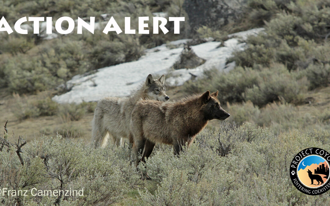 Two wolves stand in field, text reads "Action Alert" with Project Coyote logo in lower-right corner