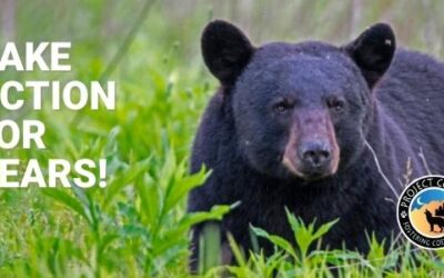 Florida’s Wildlife Need Your Help!