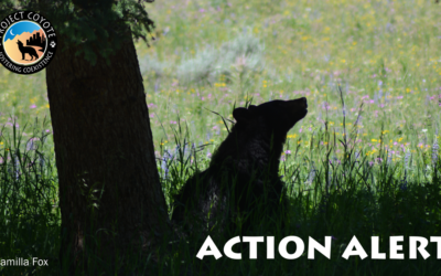 North Carolina Residents: Prevent Hunting On Bear Sanctuaries!