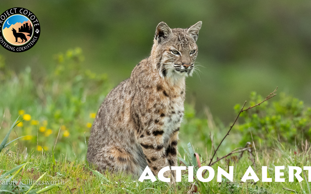 Bobcat sitting in a grassy field, looking right.