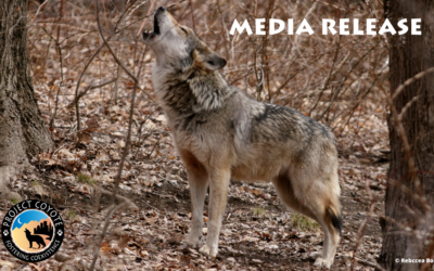 MEDIA RELEASE | Conservationists celebrate northward-roaming Mexican gray wolf