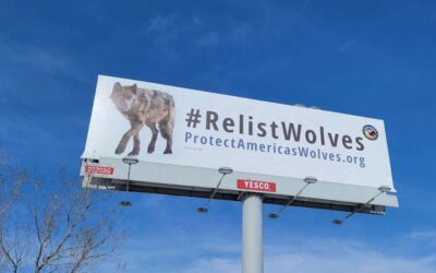 MEDIA RELEASE | Mixed Victory for Wolves; Billboards Demand Relisting for Northern Rockies Population