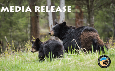MEDIA RELEASE | California Fish & Game Allows Bear Hunting
