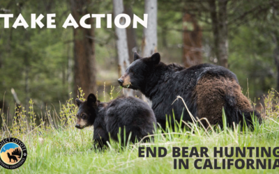 End the Killing of Black Bears in California
