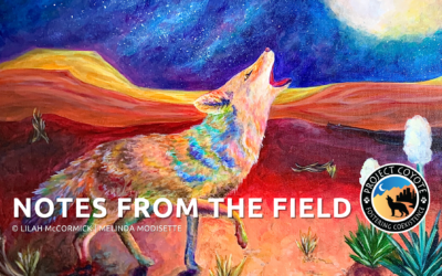 Notes From the Field: From Coyote America, for Coyotes Across America, an Interview with Melinda Modisette