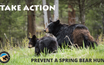 Protect Washington’s Black Bears