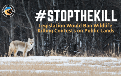 MEDIA RELEASE | Congress Introduces Legislation to Ban Wildlife Killing Contests on Public Lands 