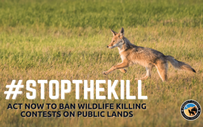 Urge the House Committee on Natural Resources to Support H.R. 7398 to Ban Wildlife Killing Contests