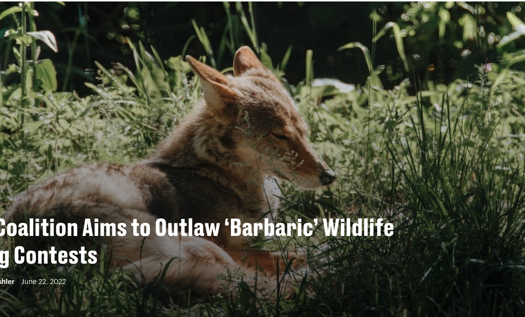 New Coalition Aims to Outlaw ‘Barbaric’ Wildlife Killing Contests