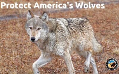 Protect America’s Wolves Campaign Update!